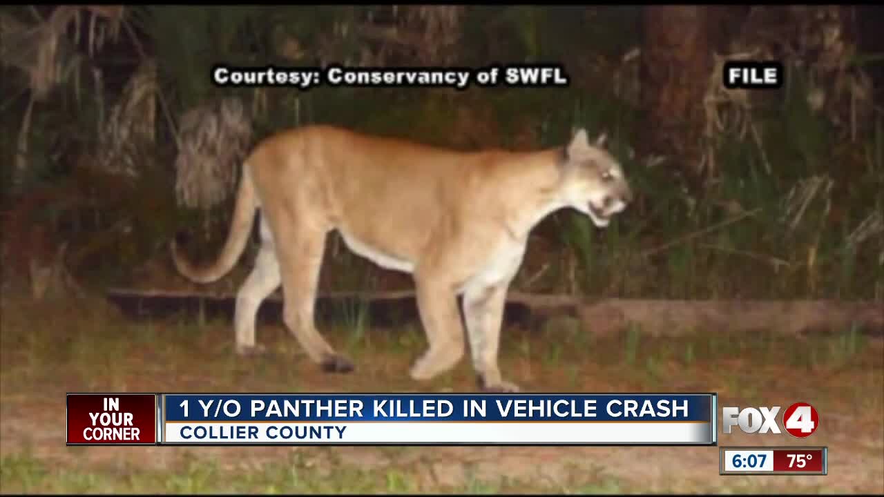 Panther death suspected by vehicle collision along State Road 82 in Collier County