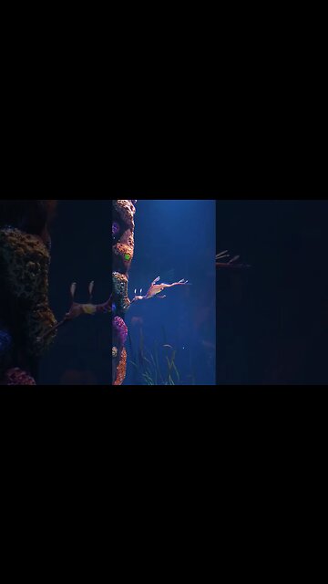 The Weedy Seadragon aka Phyllopteryx taeniolatus