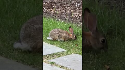 California Bunny #Shorts