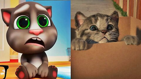 El GATO En La VIDA REAL, Little Kitten My Favorite Cat, Lindo Gatito.