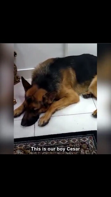 Iran: Dog-walking ban, officials confiscating dogs from owners