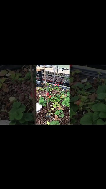 Ooh baby, Strawberry love #greenhouse #homesteading