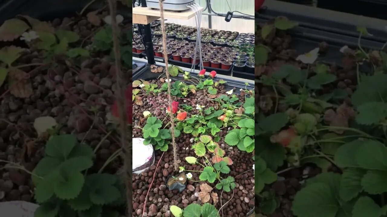 Ooh baby, Strawberry love #greenhouse #homesteading