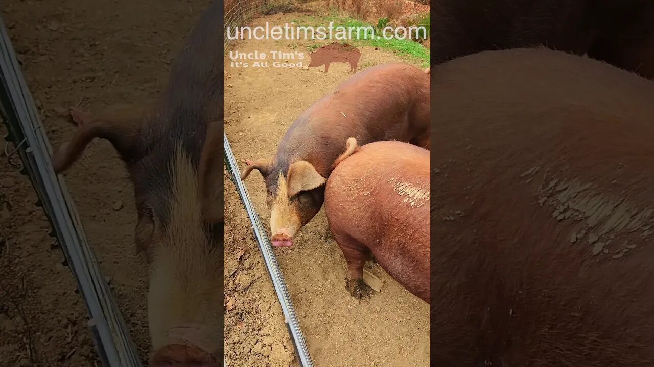 Happy Hereford Pigs @UncleTimsFarm #kärnəvór #carnivore #shorts #hereford #freerangepigs