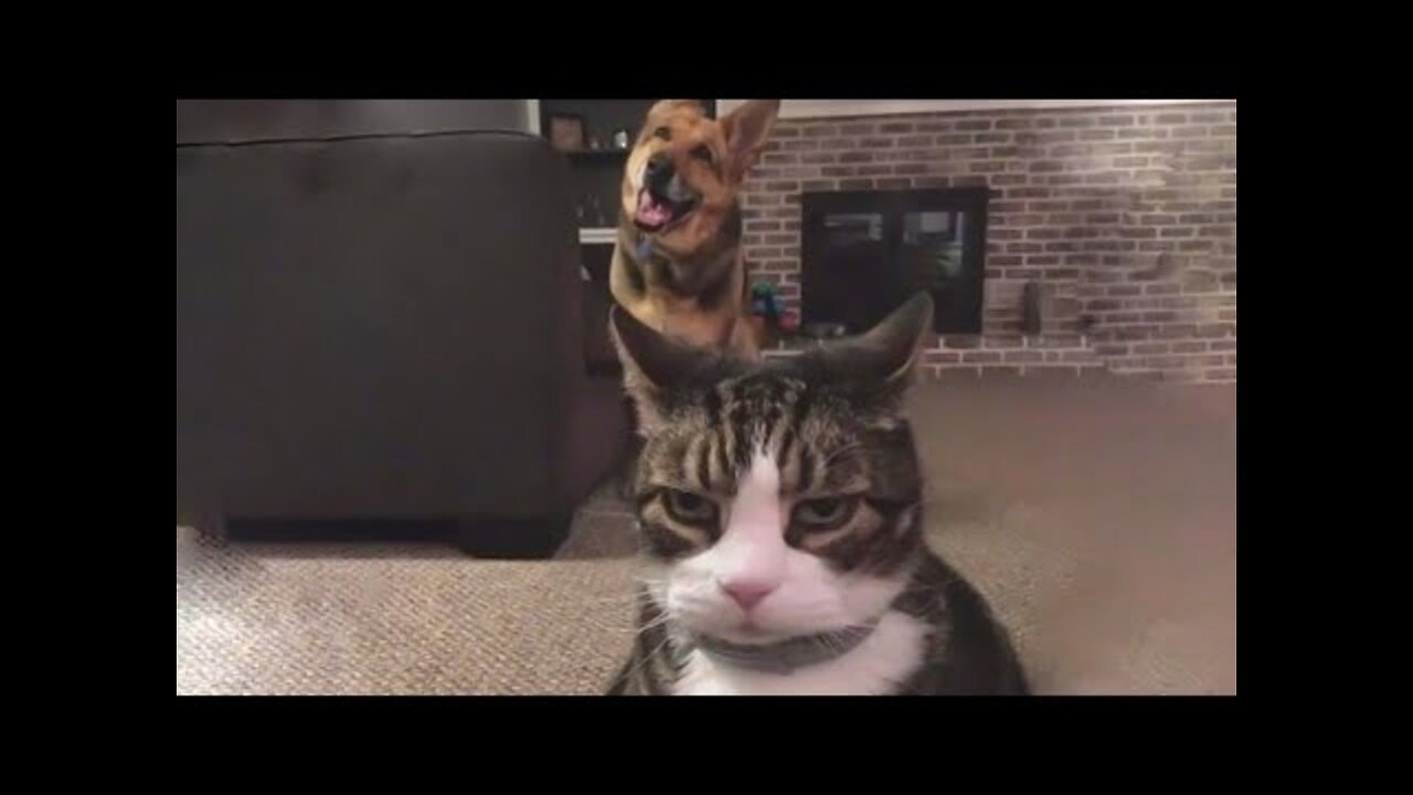 You will not be able to hold laugh | Funny Cat, funny dog