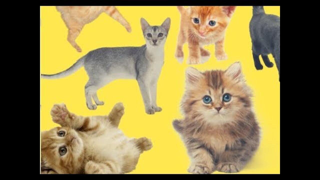 Funniest Cat Videos Compilation in 2 Minute