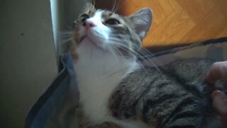 Cute Kitten Wants to Be Petted