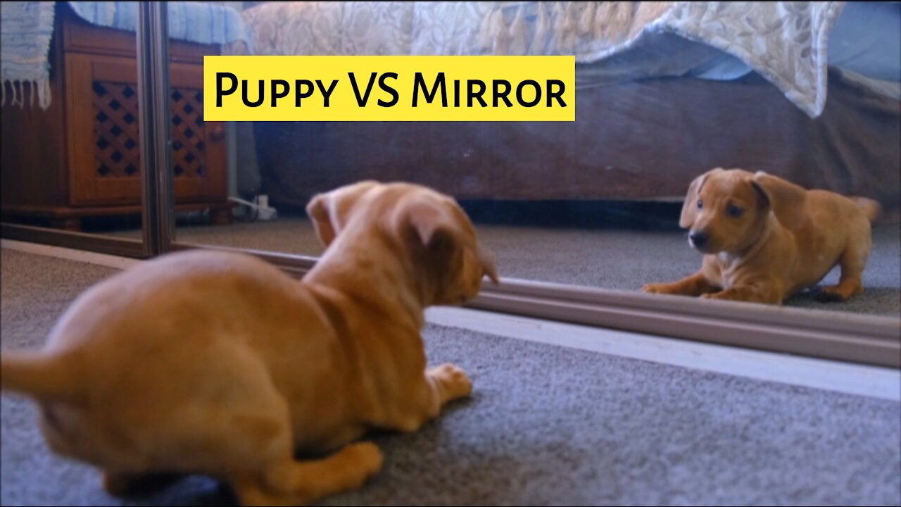 Cute Puppy vs Mirror 😂 very very very funny and interesting video