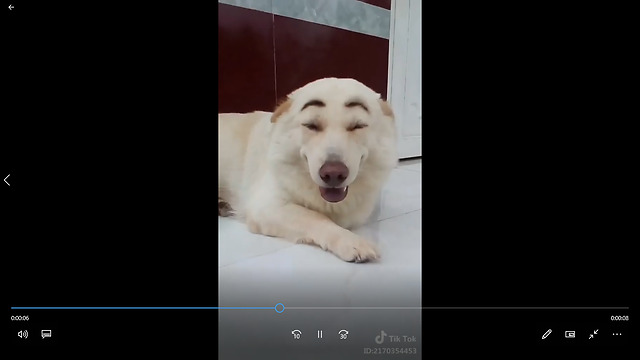 Thick eyebrows - Love dog