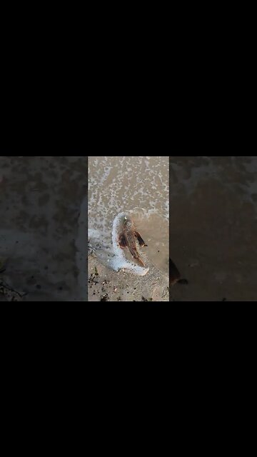 1st Fish of the day!!