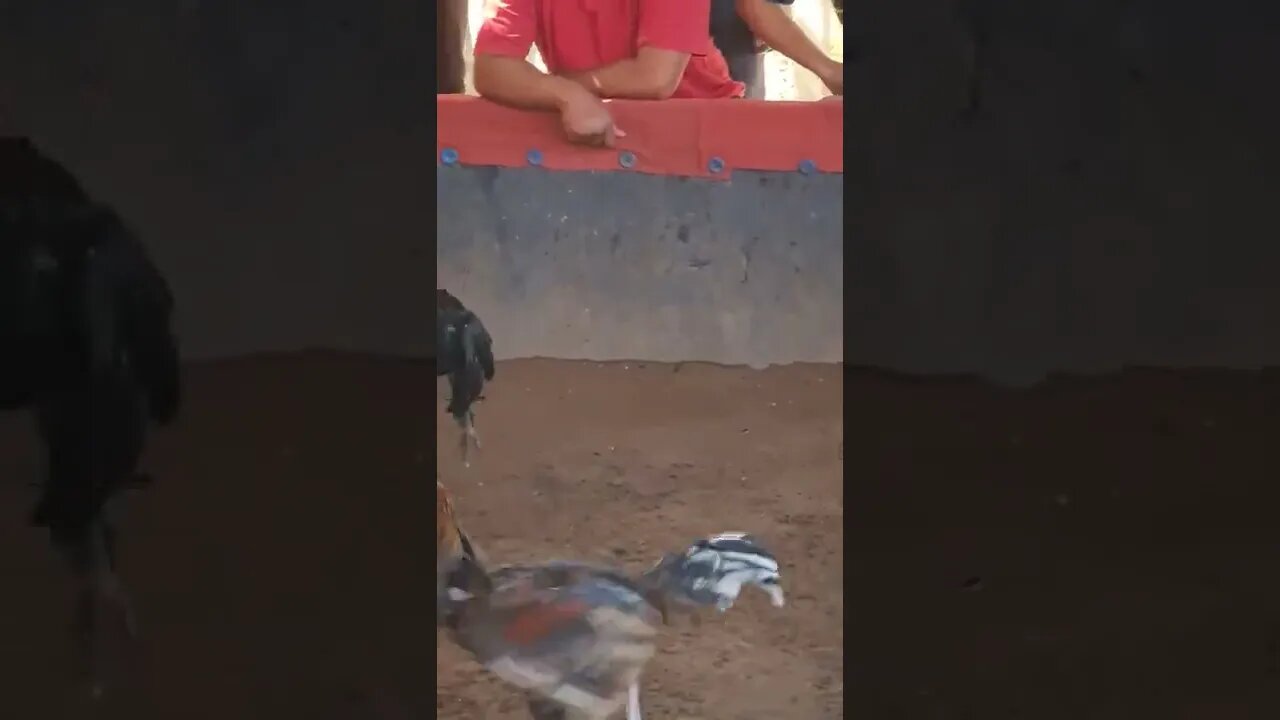 Cock Fight Luang Prabang Laos 🇱🇦 #shorts #laos #cockfight #luangprabang