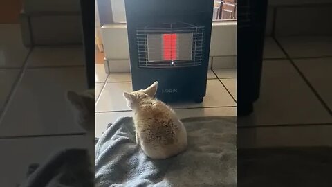 Estelle's beautiful fennec moaning. she just want the heater.