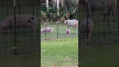 Bull & Pigs #bull #bulls #pigs #pig #cow #cows #pigfarmvideo #cattleranch #shorts