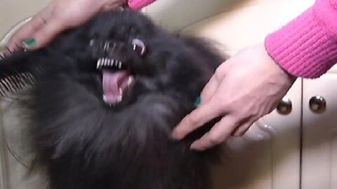 Best Funny Animal Videos 2023 - Funniest Cats And Dogs Video - Part - 87