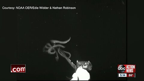 Giant squid spotted in U.S. waters for first time by USF St. Pete professor
