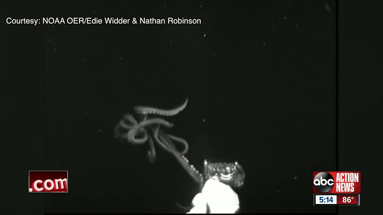 Giant squid spotted in U.S. waters for first time by USF St. Pete professor