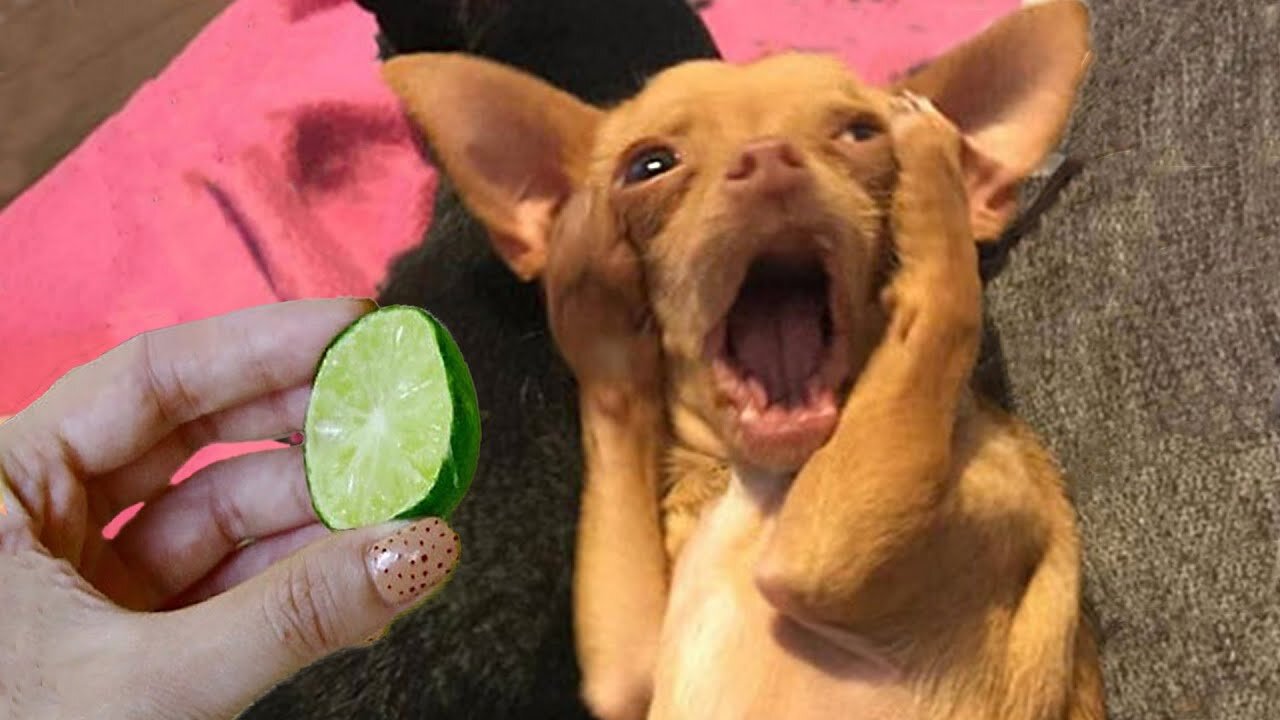 Dogs And Cats Reaction To Food - Funny Animal Reaction #2 | Pets Town