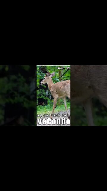 luminous sphere alliance of the divine 144