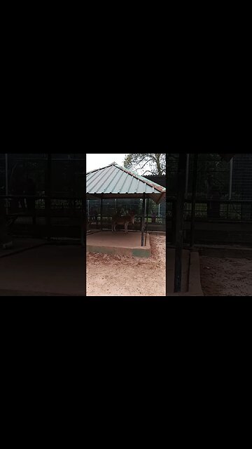 Donkeys at a distance.