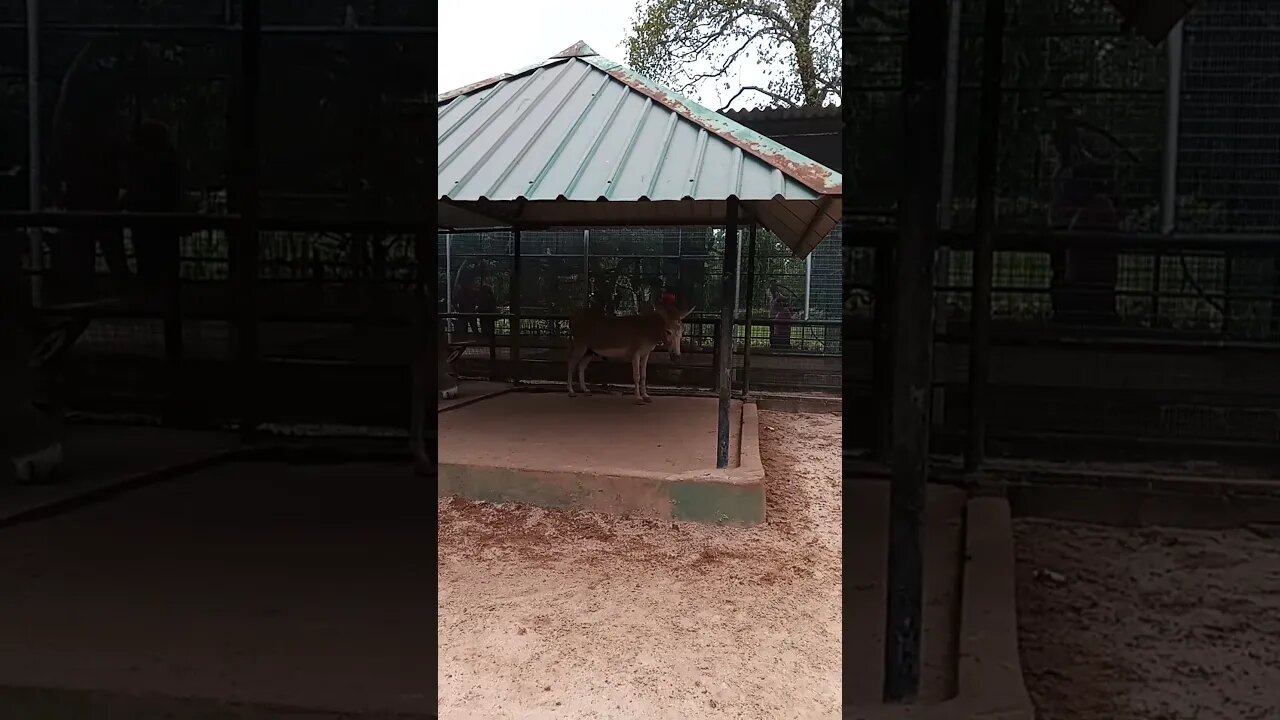 Donkeys at a distance.