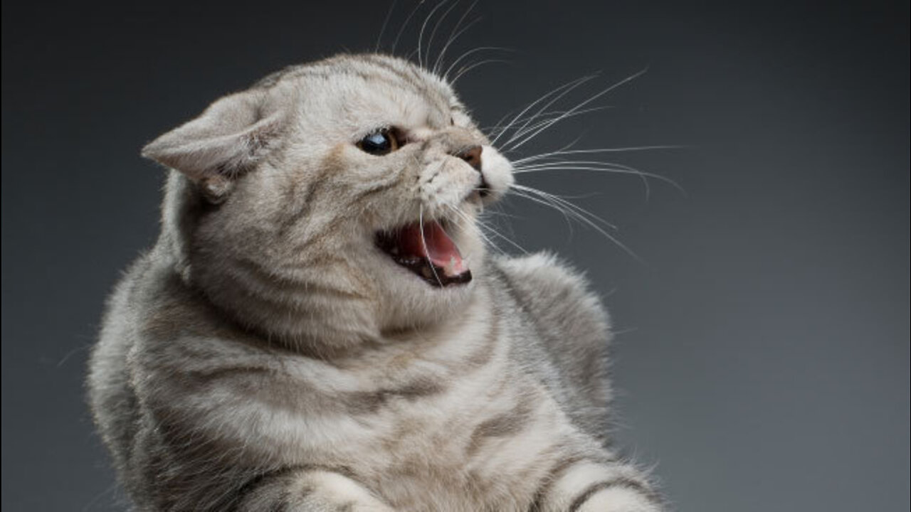 6 Scientific Findings That Prove Cats Are Evil