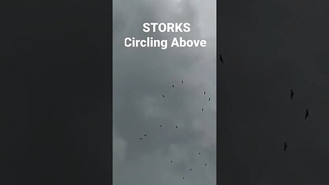 Storks Circling the Farm