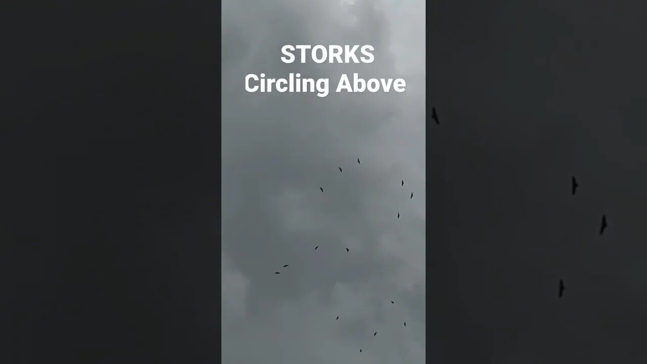 Storks Circling the Farm