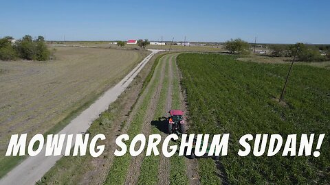 Finally 2nd Mowing of Sorghum Sudan Grass - October 2023!