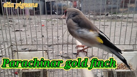 Gold finch vs gold finch rolling shoaib haksar vs ruhullah