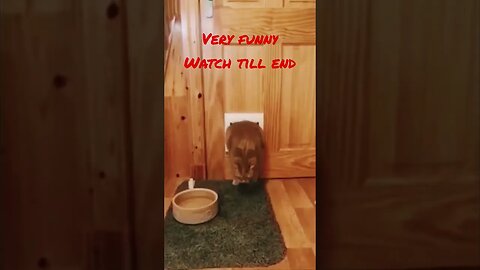 So funny 🤣 #shorts #viral