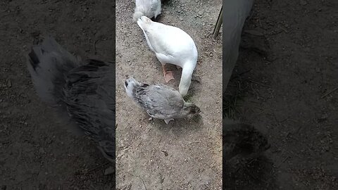 The Gosling and Mack are eating some greens that I gave them