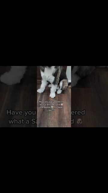 Have you ever wondered? What does S￼aint Bernard and Poodle mix look like?