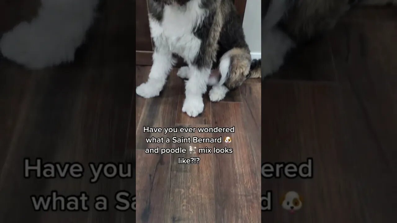 Have you ever wondered? What does S￼aint Bernard and Poodle mix look like?