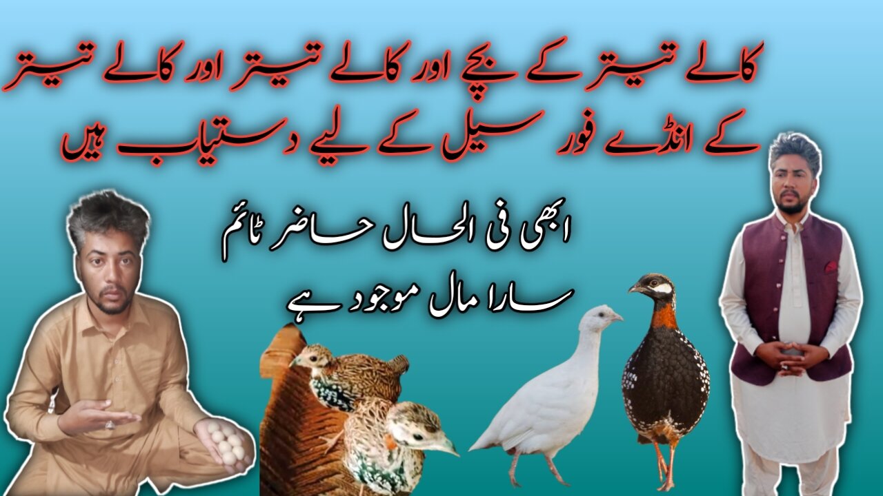 Chicks of College Sindhi Pheasant are up for sale : 💲