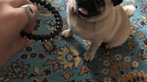 Funny puppy is played with an elastic band