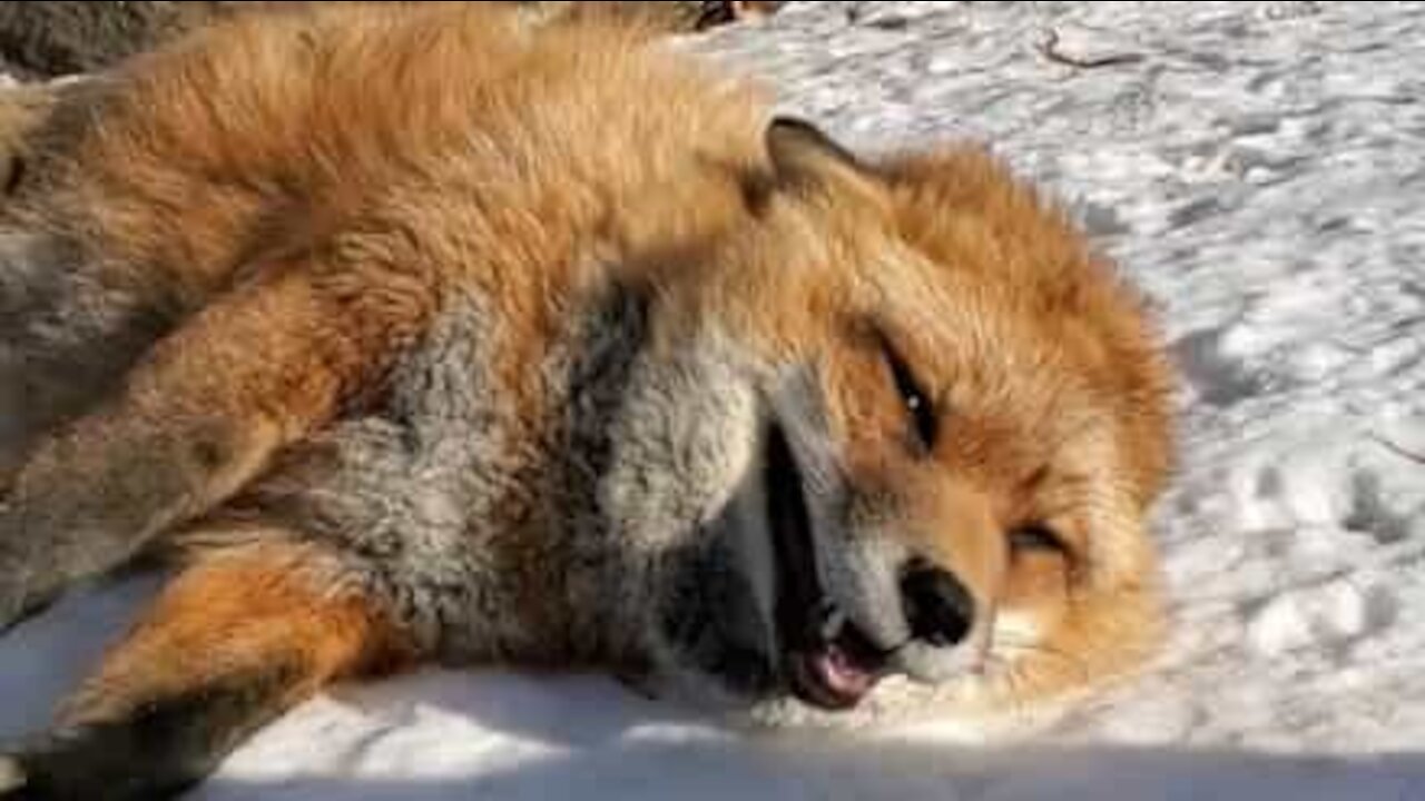 Mød Finnegan, en meget venlig ræv!
