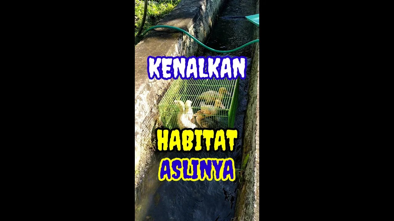 KENALKAN ENTOK PADA HABITAT ASLINYA #shorts