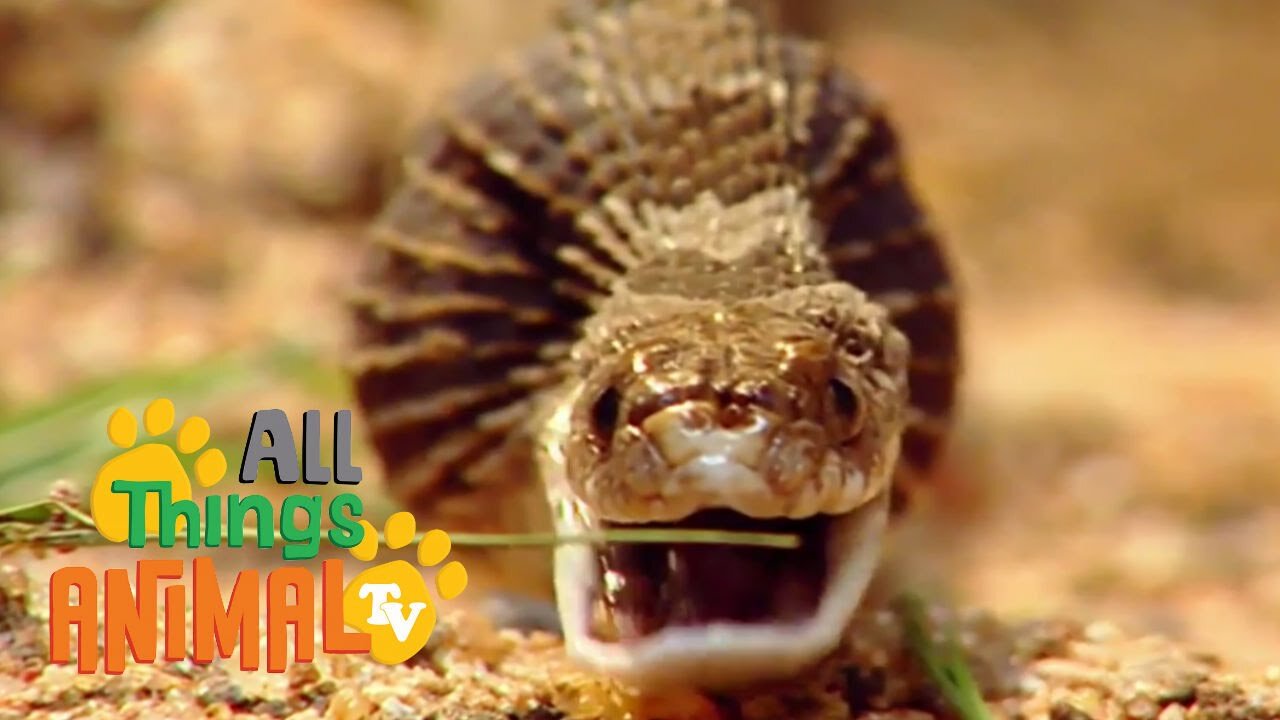 * SNAKE * | Animals For Kids | All Things Animal