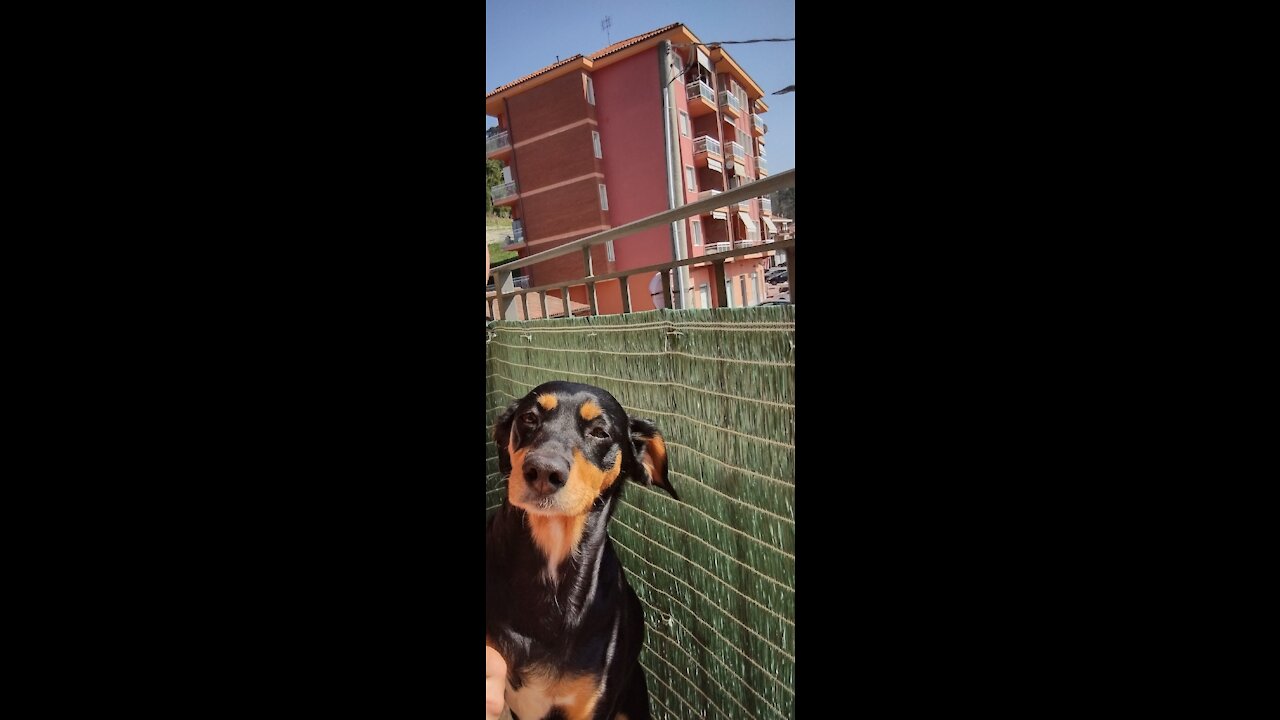 Happy Dog and Beautiful