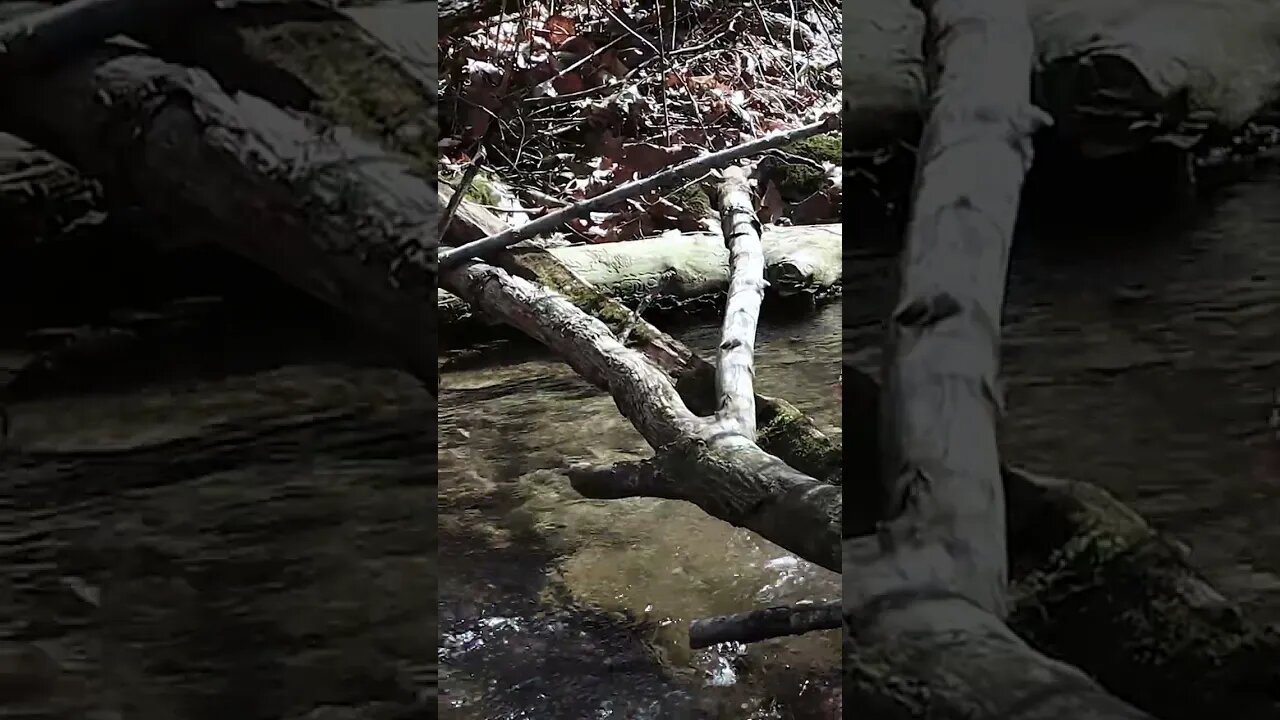 🌲 Nature Stream 🌲