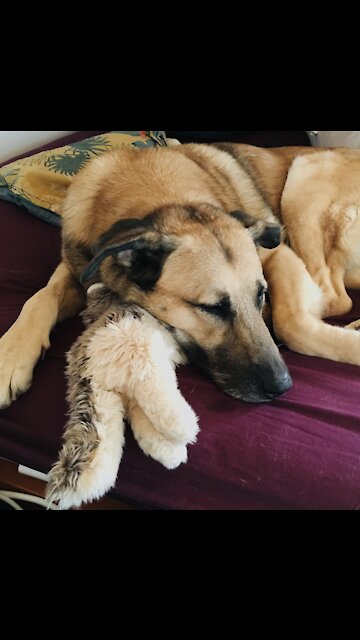 Dog doesn’t want to give his teddy to owner