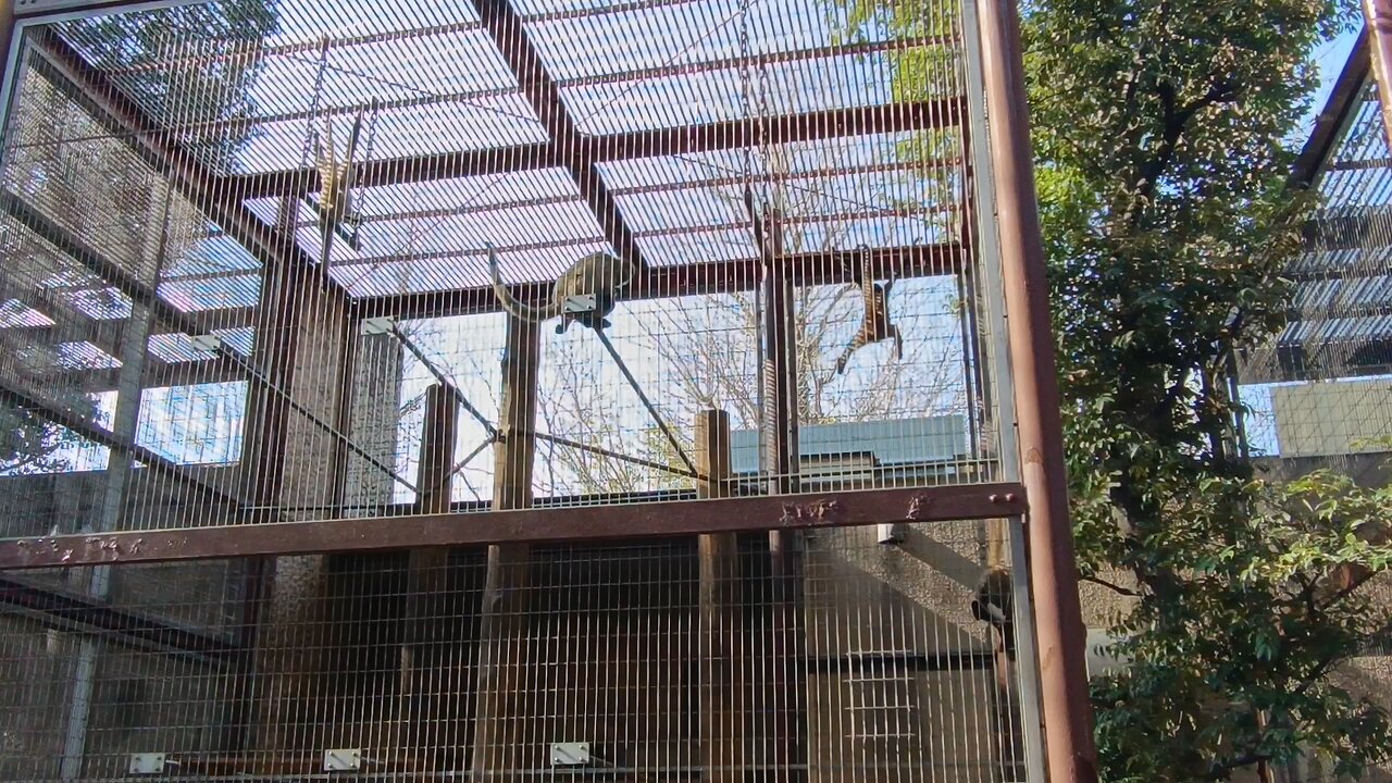 Monkeys in Ueno Park Zoo 5th Video