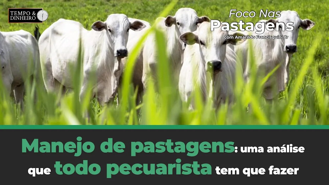 Manejo de pastagens: uma análise que todo pecuarista tem que fazer nesse momento do boi gordo.