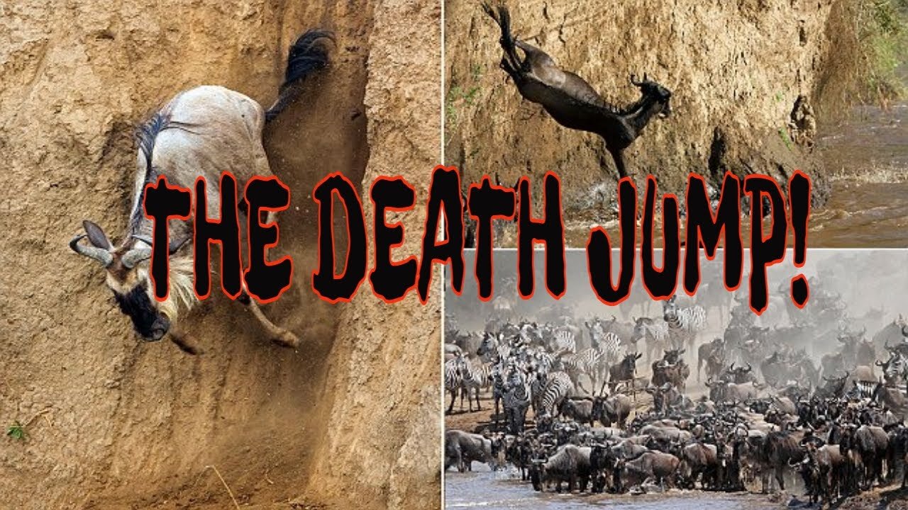 WILDEBEESTS DEATH JUMP ANIMALS ARE INSANE