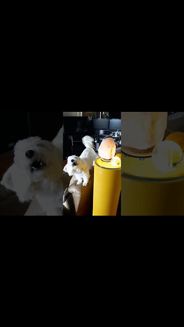 What does Ginger want? #puppy #cute #dog