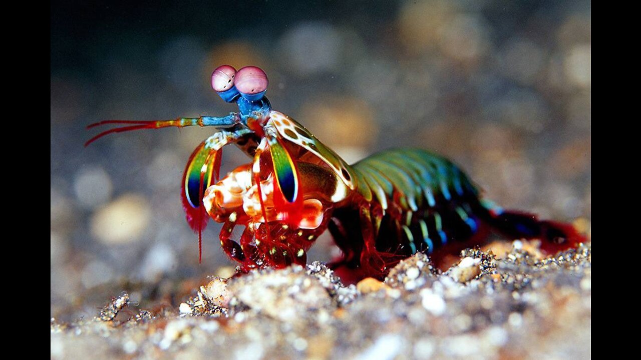 Incredible impact force of mouth-feeding crayfish was explained by ceramic springs