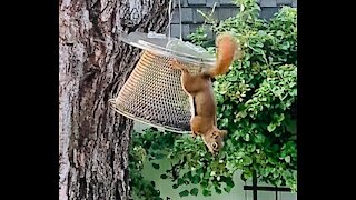 Red Squirrel at sunflower seed buffet bar heaven