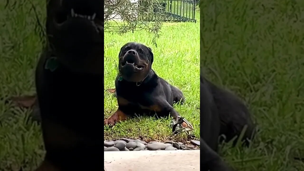 Rottweiler is making a face 😂