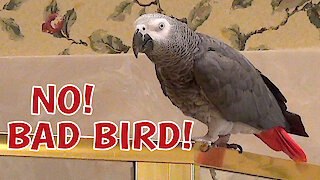 Talking parrot reprimands himself for bad behavior