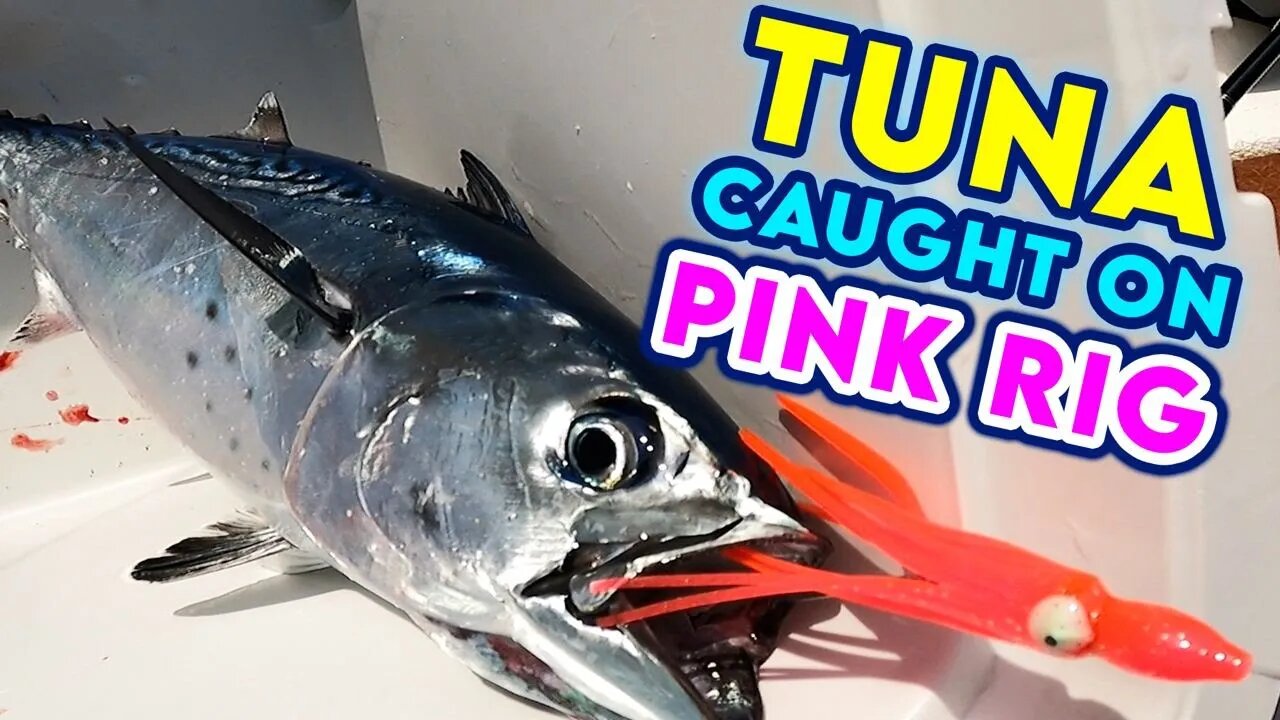 Solo Fishing off Key Largo | Tuna Bowls Catch N Cook